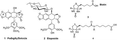 Design, Synthesis, and Biological Evaluation of Novel Biotinylated Podophyllotoxin Derivatives as Potential Antitumor Agents